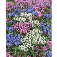 Prunella grandiflora ´Alba´ / Černohlávek velkokvětý, K9
