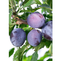 Prunus domestica  ´Toptaste´ / Slivoň podzimní velkoplodá, St. Julien A, Alycza