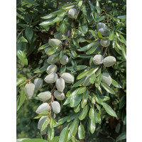 Prunus dulcis ´Palatina´ / Mandloň , GF-677