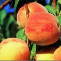 Prunus persica ´Cresthaven´ / Broskvoň pozdní, GF677, VK