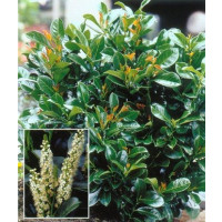 Prunus laurocerasus ´Etna´® / Bobkovišeň lékařská, 25-30 cm, C2,5