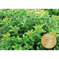 Prunus laurocerasus ´Kleopatra´® / Bobkovišeň lékařská, K9