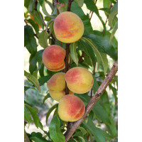 Prunus persica ´Fertilia Morettini´ / Broskvoň, GF 677