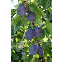 Prunus domestica ´President´ / Slivoň, myr.