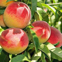 Prunus persica ´Redhaven´ / Broskvoň raná, Adesoto, VK