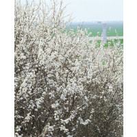 Prunus spinosa / Trnka obecná, bal. 10 ks VK na živý plot