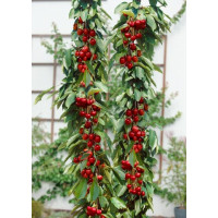 Prunus avium ´Sylvia´ / Třešeň pozdní (sloupovitá), Gisela 5