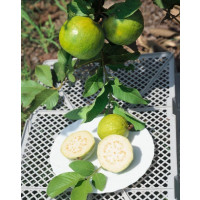 Psidium guajava / Kvajáva, bal. 10 sem.