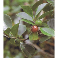 Psidium cattleianum / Jahodový stromek, K9
