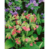 Pulmonaria rubra 'Redstart' / Plicník červený, K9