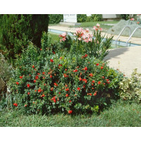 Punica granatum ´Nana´ / Zakrslý marhaník, bal. 10 sem.