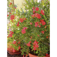 Punica granatum ´Nana´ / Zakrslý marhaník, bal. 10 sem.