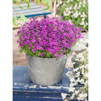 Phlox subulata ´Purple Beauty´ / Plamenka šídlovitá, K9
