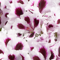 Pelargonium grandiflorum PAC® ´Aristo Purple Stripes´ / Muškát velkokvětý, bal. 3 ks, 3x K7