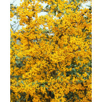 Pyracantha coccinea ´Soleil d´Or´/ Hlohyně žlutoplodá, K9