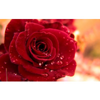 Rosa ´Queen of Bermuda´ / Růže čajohybrid červená, keř, BK