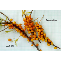 Hippophae rhamnoides ´Žemčužina´ / Rakytník řeštlákový, K9