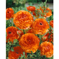 Ranunculus ´Orange´ / Pryskyřník oranžový, bal. 10 ks, 6/+
