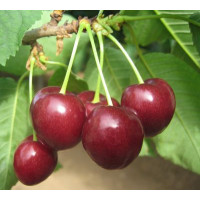 Prunus avium ´Regina´ / Třešeň, Gisela 5, 125/150, C7