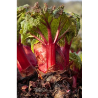 BIO Rheum rhabarbarum / Rebarbora, K12