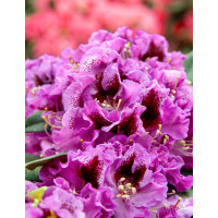 Rhododendron ´Graal Muritz´ / Pěnišník fialový, C2
