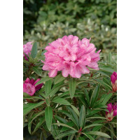 Rhododendron hybridum ´Graziella´ / Pěnišník růžový, 30-40 cm, C5