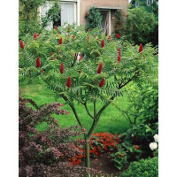 Rhus typhina / Škumpa orobincová, 50-60 cm, C10