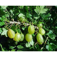 Ribes grossularia ´Prima´ / Angrešt rezistentní zelený, stromek, VK, 2-3 výh.