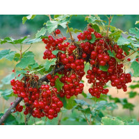Ribes rubrum ´Junifer´ / Rybíz červený, ker, 4-5 výh., VK