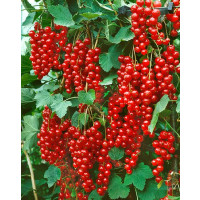 Ribes rubrum ´Stanza´ / Rybíz červený, stromek, 2-3 výhony