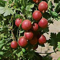 Ribes grossularia ´Kamenar´ / Angrešt rezistentní, keř, 2-3 výh., VK