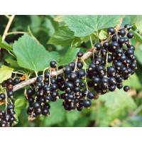 Ribes nigra  ´Kopanija´ / Rybíz černý, keř, 2-3 výh., VK