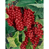 Ribes rubrum ´Maraton´ / Rybíz červený, keř, 2-3 výh., K12