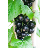 Ribes nigra ´Bona´ / Rybíz černý, keř, 2-3 výh., VK
