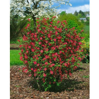 Ribes sang. ´King Edward VII´ / Meruzalka krvavá, 30-40 cm, C2