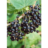 Ribes nigra ´Tiben´ /Rybíz černý, stromek, 4-5 výh. 