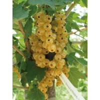 Ribes rubrum ´Blanka´ / Rybíz bílý, keř, 2-3 výh., VK