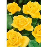 Rosa ´Arthur Rio´ / Růže mnohokvětá žlutá, keř, BK