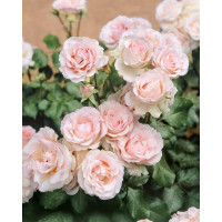 Rosa ´Clg. Cairo´ / Růže popínavá, keř, BK