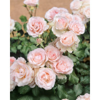 Rosa ´Clg. Cairo´ / Růže popínavá, keř, C3