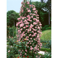 Rosa ´Clg. Coral Dawn´ / Růže popínavá, keř, BK