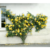 Rosa ´Clg. Golden Sove´ / Růže popínavá, keř, BK
