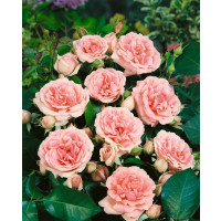 Rosa ´Clg. Kimono´ / Růže popínavá, keř, BK