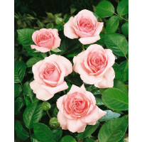 Rosa ´Promise´ / Růže čajohybrid, keř, BK
