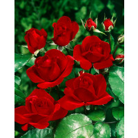 Rosa ´Satchmo´ / Růže mnohokvětá sytěčervená, keř, BK
