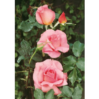 Rosa ´Sultane´ / Růže čajohybrid, keř, BK