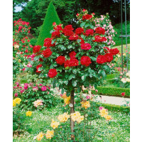 Rosa ´Chrysler Imperial´ / Růže čajohybrid, STROMEK 120 cm, BK