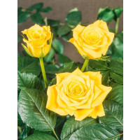 Rosa ´Golden Perfume´ / Růže čajohybrid, keř, BK