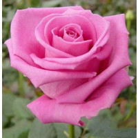 Rosa ´Aquatica´ / Růže čajohybrid, keř, BK
