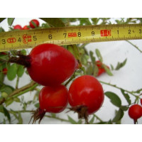 Rosa pomifera syn. villosa ´Karpatia´ / Růže dužnoplodá, 30-40 cm, K9
